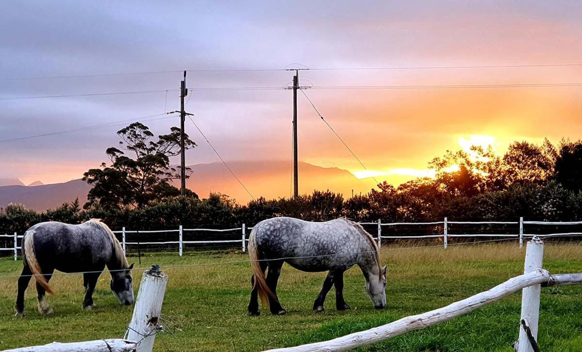 Outeniqua Moon Percheron Stud Farm Ruiterbos Buitenkant foto